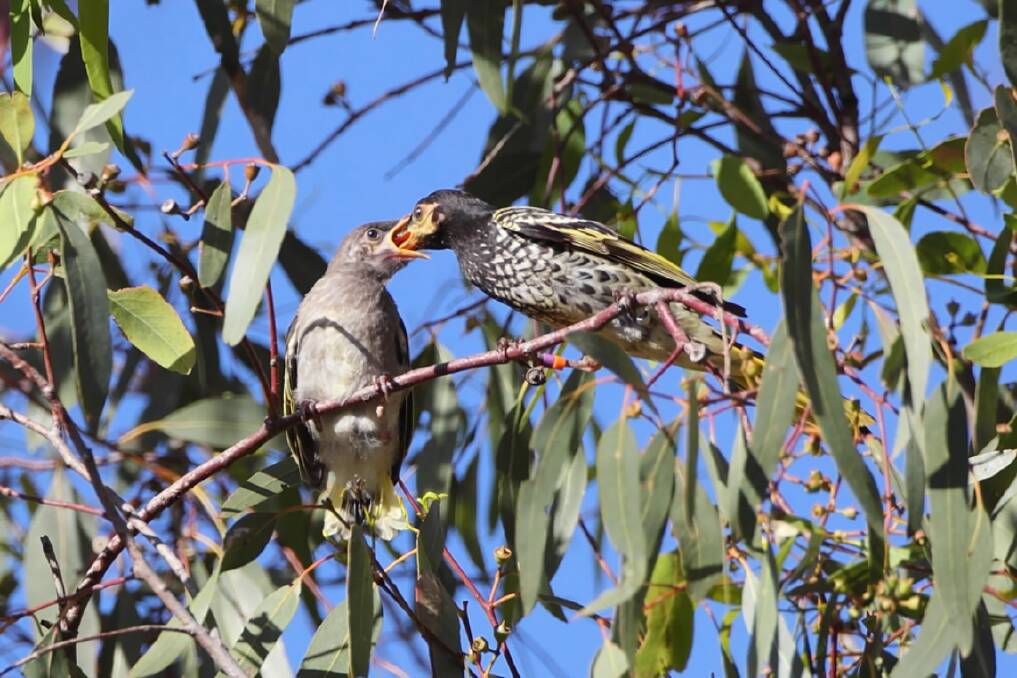 A Regent Honeyeater chick is fed by a parent. The breeding at Wangaratta has excited Glen Johnson.