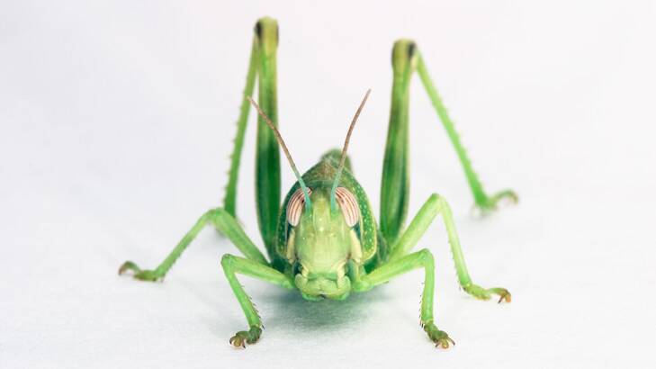 Desert locust (<i>Shistocerca gregaria</i>). Photo: Tom Fayle