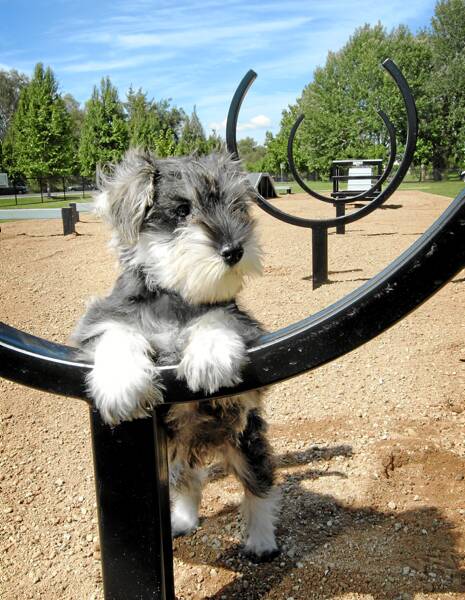 Jed the miniature schnauzer checks out the new equipment at the dog park. Picture: TARA ASHWORTH