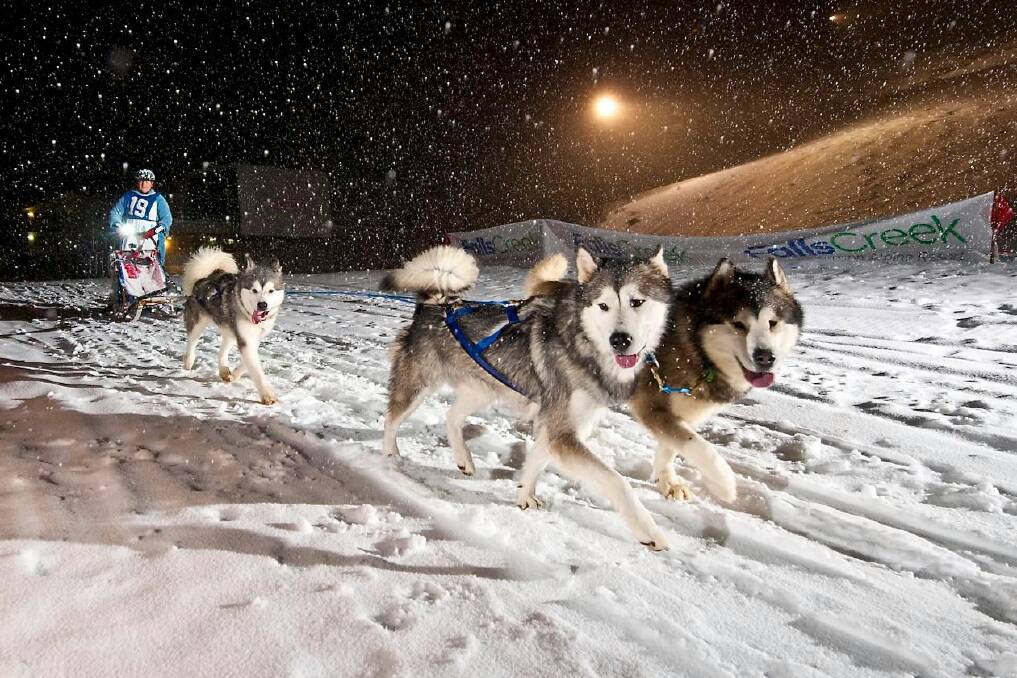 Evette Levett races her husky and malamute team during the weekend blizzard. Picture: CHRIS HOCKING