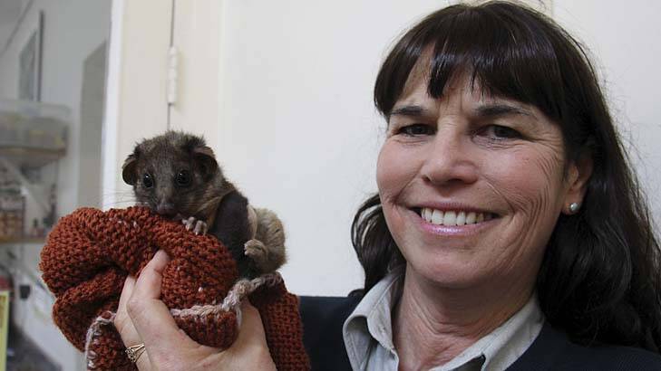 Devoted … Taronga Wildlife Hospital manager Libby Hall says prevention of injuries is far preferable to treatment.