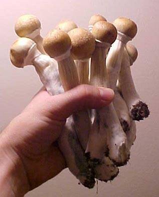 A drug binge on magic mushrooms led to arrest. File photo.