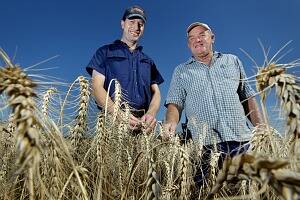  Shane Moar and Peter Kerr check out the wheat crop on Mr Moar's property. PICTURES: David Thorpe.