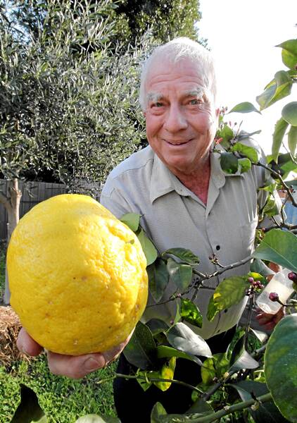 Ken Edgar with the 1.36-kilogram lemon. Picture: PETER MERKESTEYN