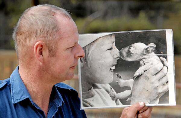 Robin Hall of Lavington bought this Border Mail photograph of him holding Bernie the wombat about 33 years ago, when he helped out at the sanctuary.