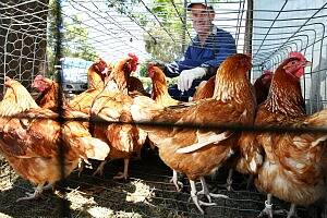 Jeff Cave with the flock of sentinel chickens kept at Gooramadda as part of the health program. Pictures: MATTHEW SMITHWICK