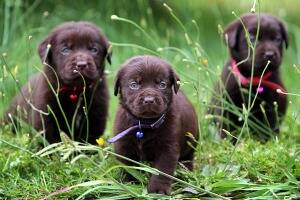 Three of five chocolate Labrador puppies bred by Wodonga woman Renee Doughty. Picture: KYLIE GOLDSMITH