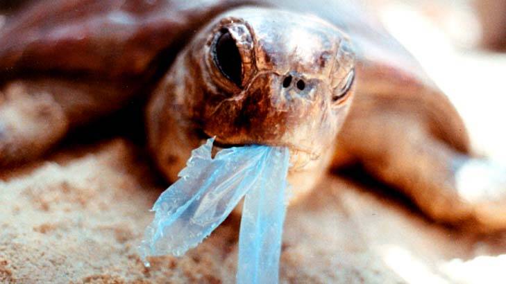 Harm ... a turtle that has swallowed a plastic bag.
