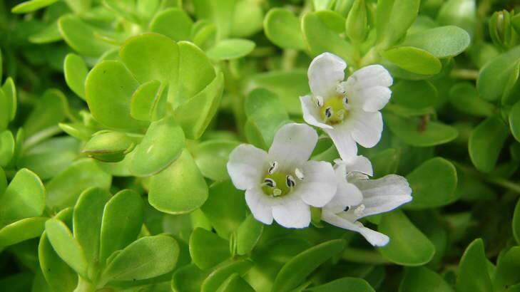 Helping herb … Bacopa monniera, or brahmi, is used in Indian ayurvedic medicine to aid memory.