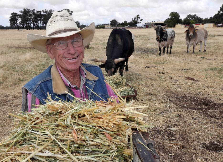 John “Happy” Gill, 76, with some of his rodeo bulls Night Stalker, War Chief and Akubra Insane. Picture: PETER MERKESTEYN