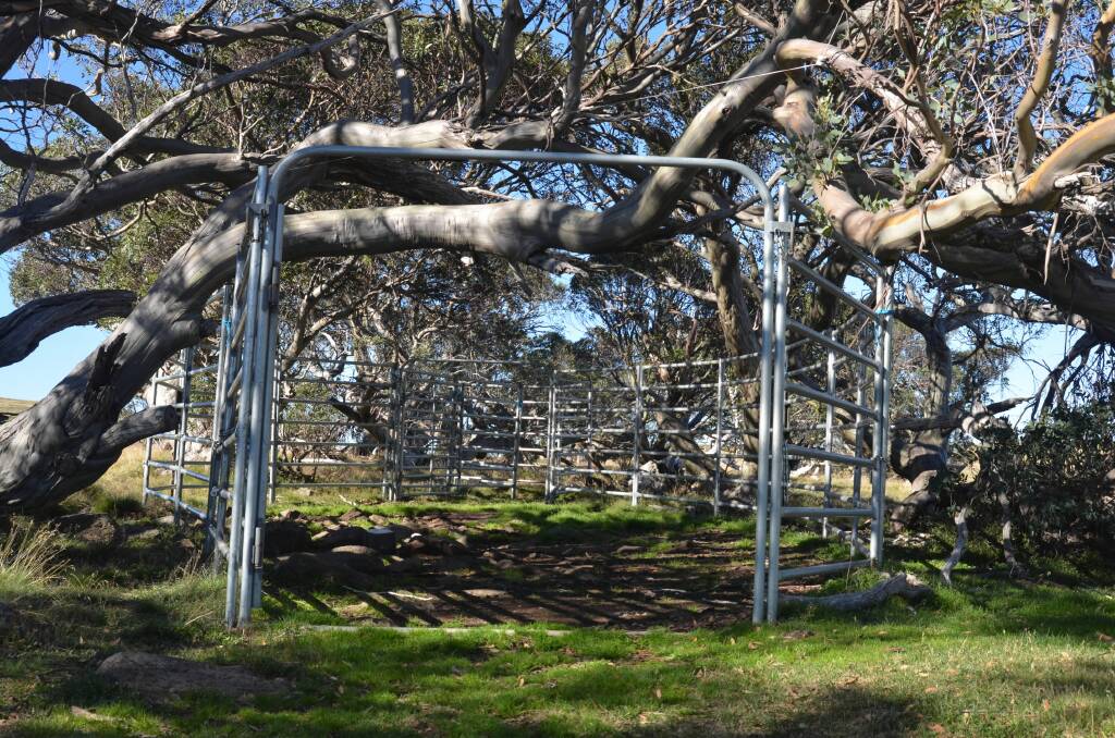 Horseback riders with a passion for horses dismantled a wild brumby trap similar to this one, in an effort to “free” the horses. They were cautioned and could have faced criminal charges.