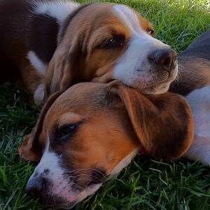 Police want to know who brutally killed these beagle puppies.