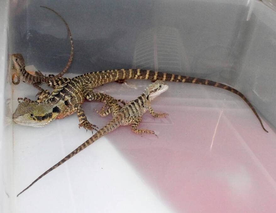 The eastern water dragons seized from a home.