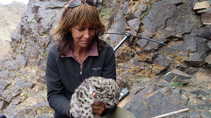 Carol Esson holds the future of Mongolia's snow leopards in her hands.