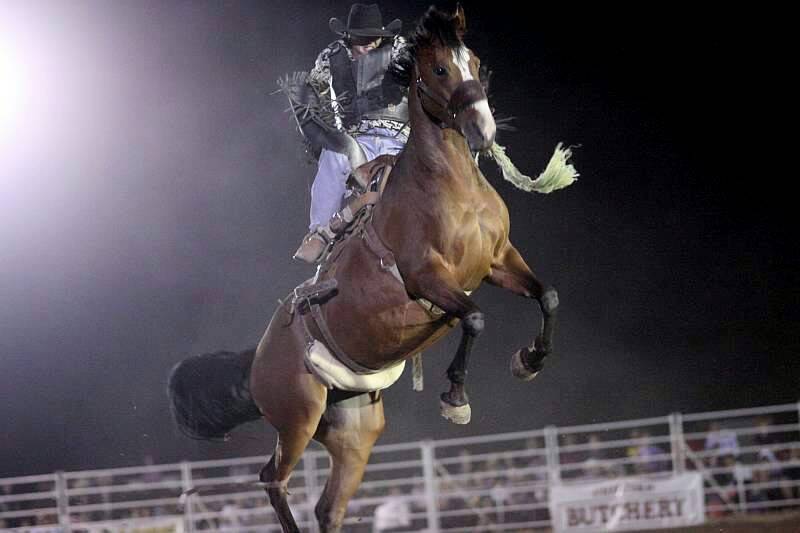A competitor in the saddle bronc section of last year’s Chiltern Rodeo. The event returns tomorrow night with a record $20,000 in prizemoney.