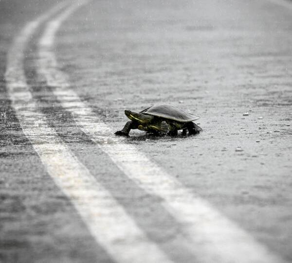A turtle negotiates heavy rain as it crosses Talgarno Road yesterday. Picture: BEN EYLES