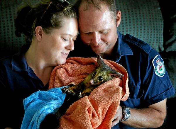 Katie Vernon and Robin Hall with Valentine, a possum Mr Hall rescued from a fire in Thurgoona. Picture: KYLIE ESLER