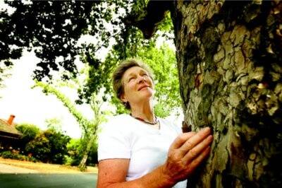 Albury gardener Prue Smith said the plane trees in Paine and Dight streets lacked water and were shedding their leaves to survive the recent hot temperatures. Picture: NIC GIBSON