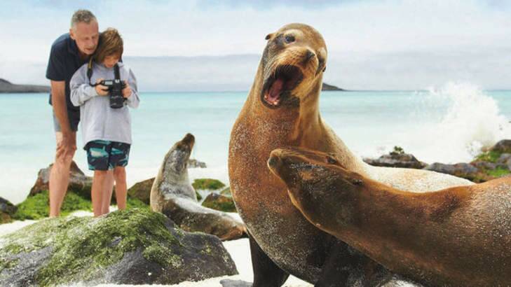 Seals on the Galapagos Islands Photo: Louisa Kirby