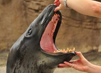 Open wide... a leopard seal at Taronga.