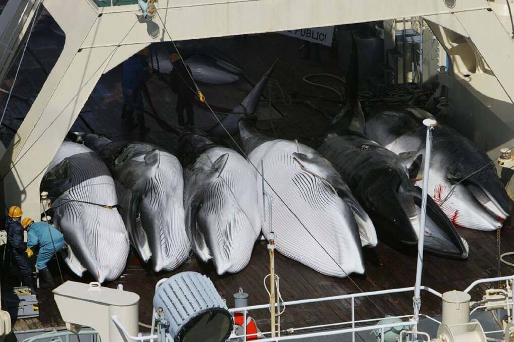 Whales on a Japanese whaling vessel in the Southern Ocean.
