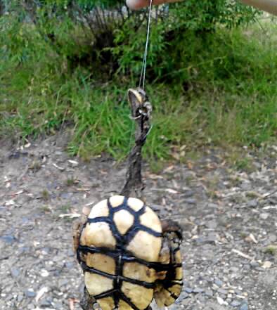 l Matt Fleming and Rhiannon Miles found turtles burned and smashed on the bank of the Murray below the Hume Weir wall. Pictures: MATTHEW SMITHWICK