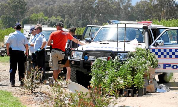 Pot plants of an illegal nature are lined up for removal near a police vehicle after the raid in Merriang Road, Myrtleford, yesterday.