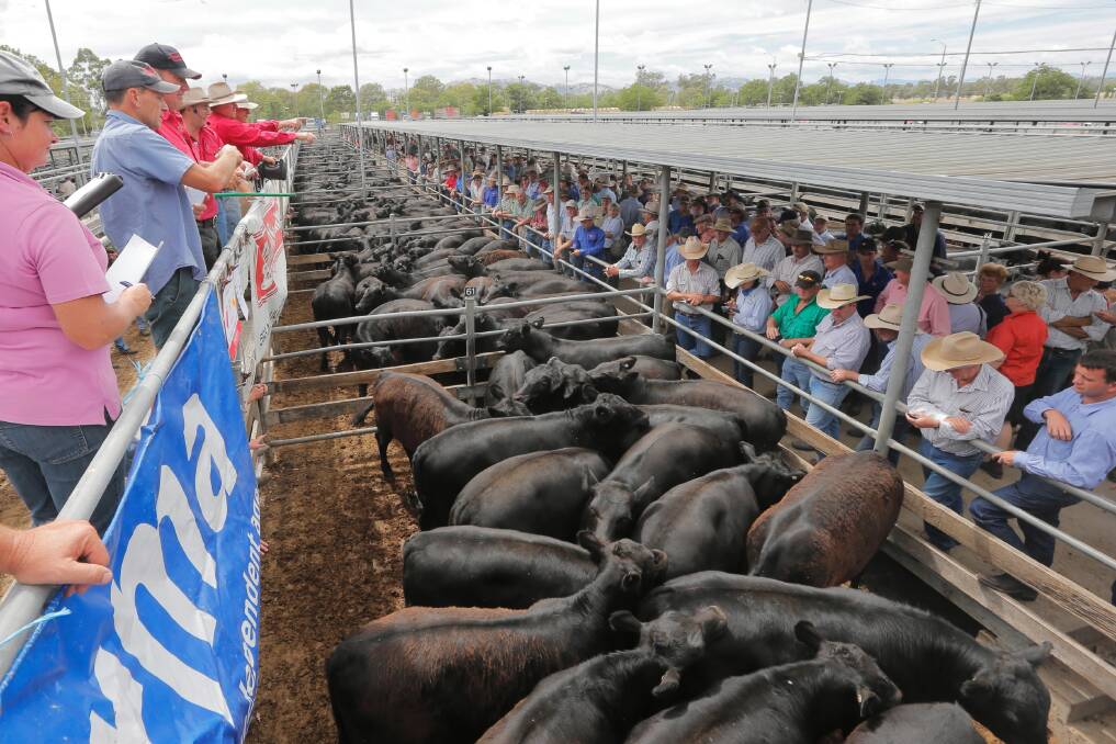 The stock was prime but buyers scarce at the Wodonga saleyards yesterday for the year’s first weaner sale. Pictures: TARA GOONAN