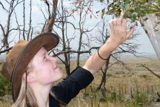 (u'Catherine Ross examines new growth on a ribbon gum near Berridale for signs of the Eucalyptus weevil',)