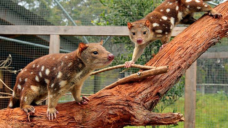 Tiger Quolls at Conservation Ecology Centre Cape Otway. Photo: Angela Wylie