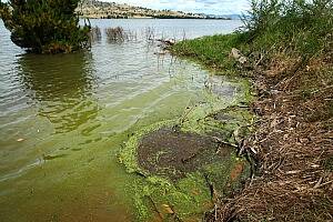 A green algal sludge at Lake Hume yesterday. Picture: Matthew Smithwick
