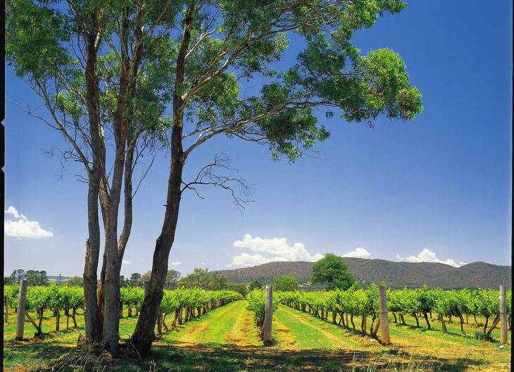 Natural beauty ... with its growing number of organic wineries, Mudgee is looking up after time in the doldrums.