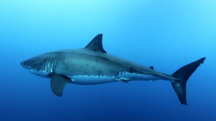 Matthew Henderson developed a passion for sharks after learning to dive three years ago. Photo: Matthew Henderson