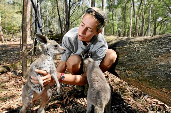 Kangaloola Animal Shelter carer Wyanda Lublink with joeys Velvet and Bikky, similar to the one found shot in the forest.
Picture: BEN EYLES