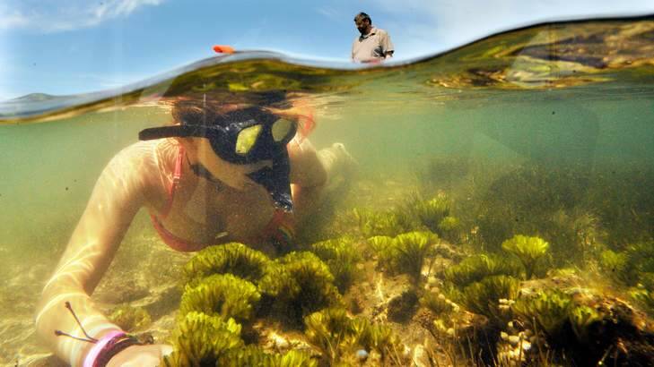 Jane Hofaeker takes a look below the surface at Ricketts Point in Melbourne's south-east.