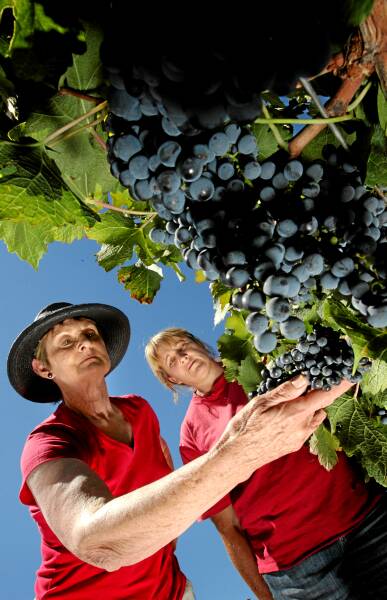 Elizabeth Morris and Jan Morey, owner of Sorrenberg Vineyard, inspecting cabernet sauvignon grapes that may have been affected by smoke taint from burn-offs in the Beechworth Gorge last week. Picture: KYLIE GOLDSMITH