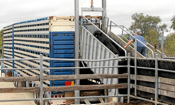 The loading of cattle for export to Turkey was a major operation at Wodonga saleyards yesterday. Picture: TARA ASHWORTH