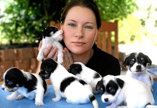 Tanya Snowdon with six of the seven pups dumped in central Albury during Thursday’s hot weather. Picture: RAY HUNT