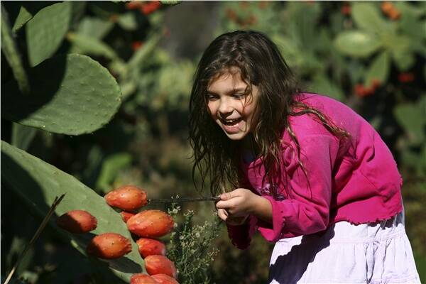 Growing up on a prickly pear farm at Glenrowan has taught Annabelle Lizio, 5, to keep her distance from the delicious but defensive fruit.