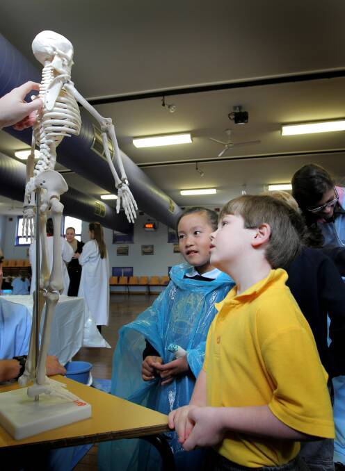 Albury Public School's Kaitlyn Simuong, 6 and Max Ryan, 6 get up close with a model of a skeleton. Pictures: DAVID THORPE