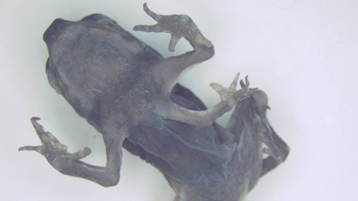 One of the toads found in Gladstone had grown an extra leg out of its chest.