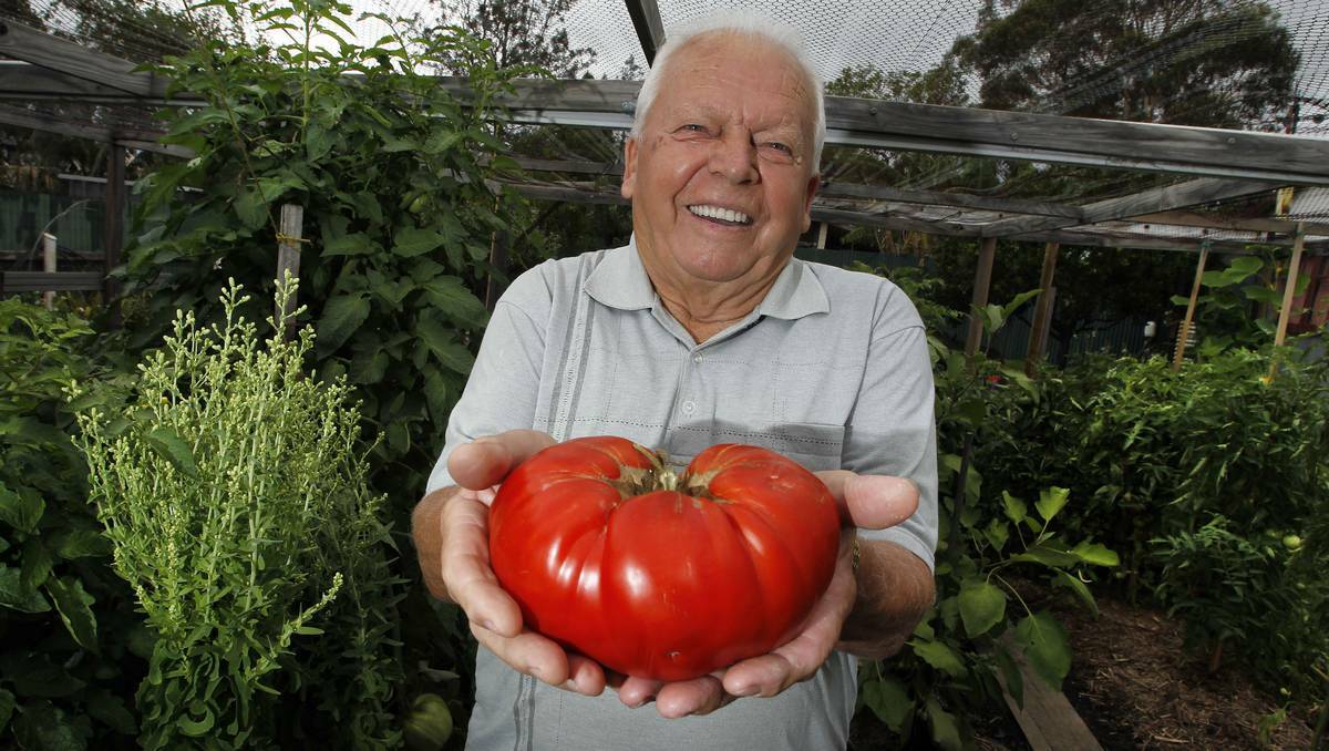 Ivan Zufic with the 1.2 kilogram tomato he grew in his Dapto garden. Photo: ANDY ZAKELI