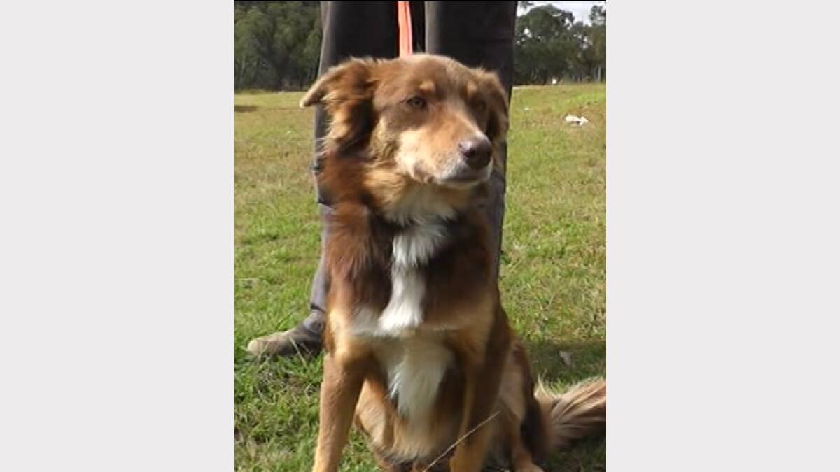 HERO: Boydy, the unassuming loyal pooch, stayed by his master and kept him warm for four days. Picture courtesy NBN TV.