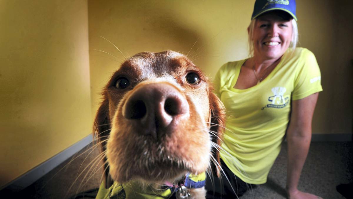 Rusty gears up for the RSPCA'S Million Paws Walk this Sunday with Launceston receptionist Hayley Stepchuck. Picture: Scott Gelston