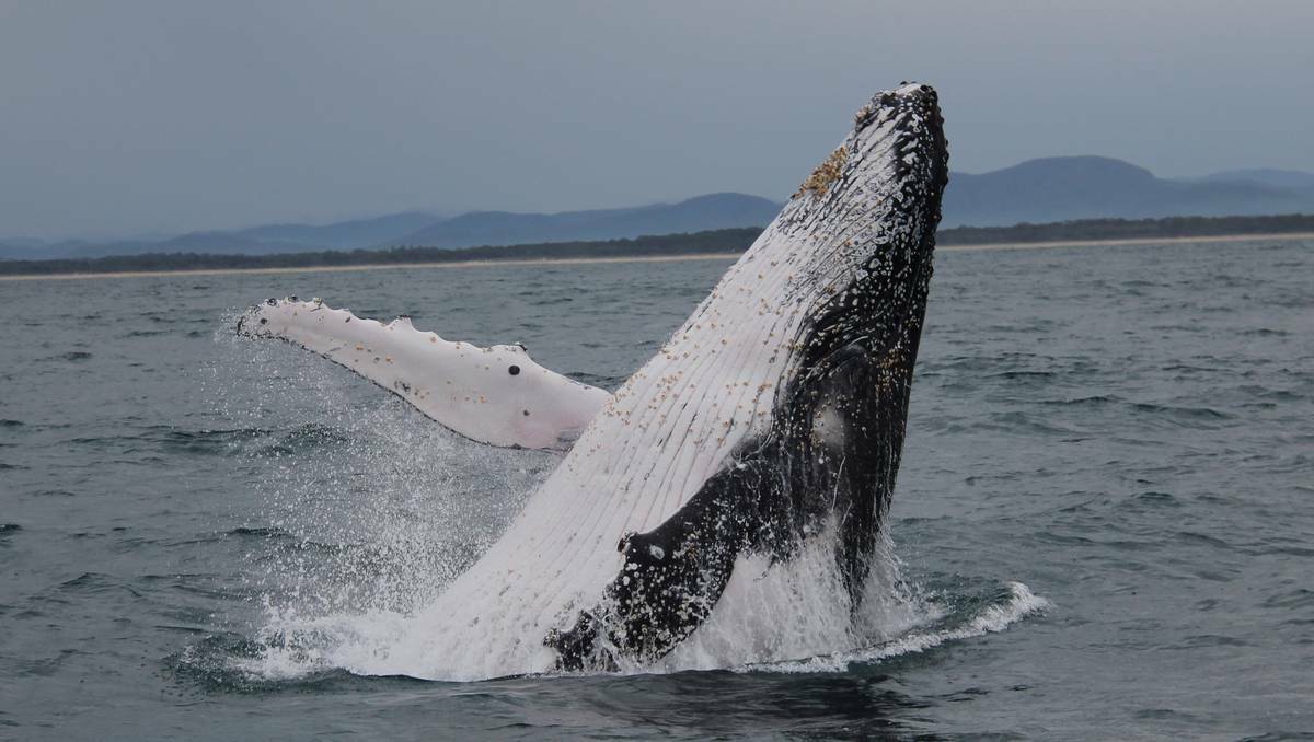 This humpback whale put on a great show for near Port Macquarie on Tuesday morning.
