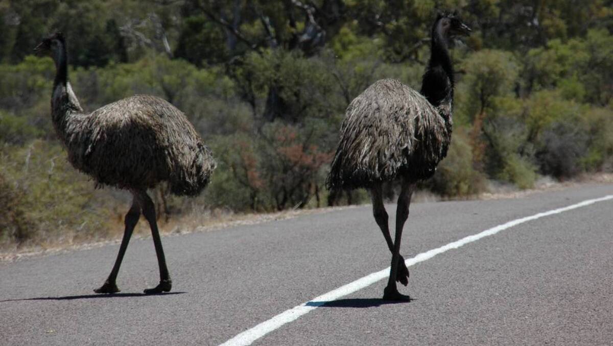 Emus cross a road near Mambray Creek in South Australia.