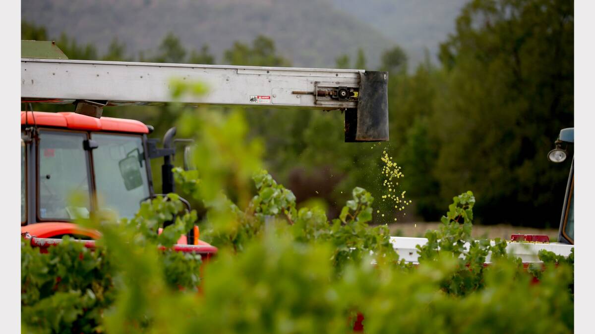 BIT OF BOTH: A mixture of machine and hand picking is used at the Margan Hunter Valley vineyards.  Pictures: Dean Osland