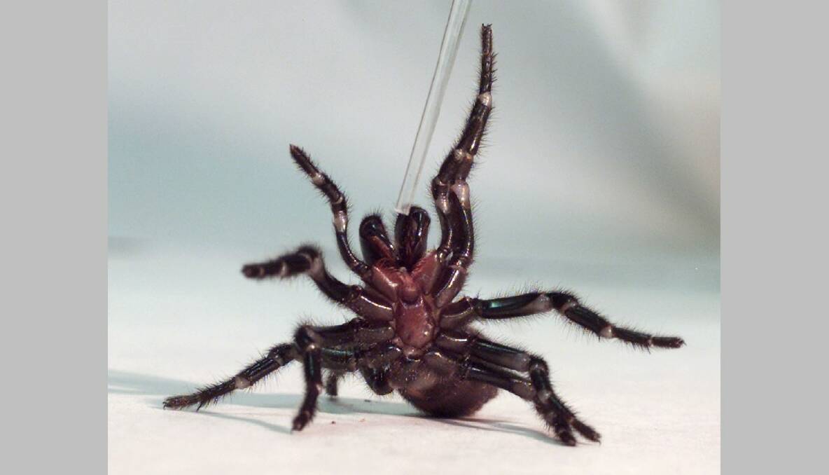 MOST DANGEROUS: A Sydney funnel-web spiders rears up on its hind legs as a tube used to extract venom is placed nears its claws at the Australian Reptile Park at Gosford. The spiders, said to be the world's most dangerous, are in demand for their venom, which is used to produce an antidote to the poison.  