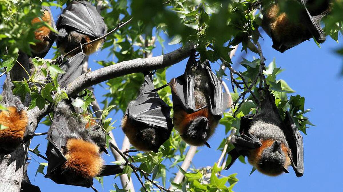 BORDER MAIL: A colony of 200 grey-headed fruit bats has made Albury Botanic Gardens its home. Picture: MARK JESSER