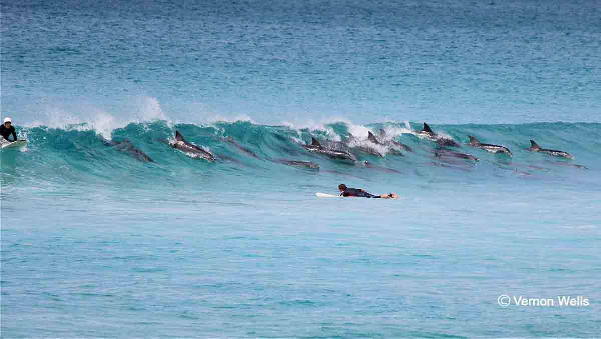  KANGAROO ISLAND: Dolphins surfing at Pennington Bay, Kangaroo Island. Picture: Vernon Wells